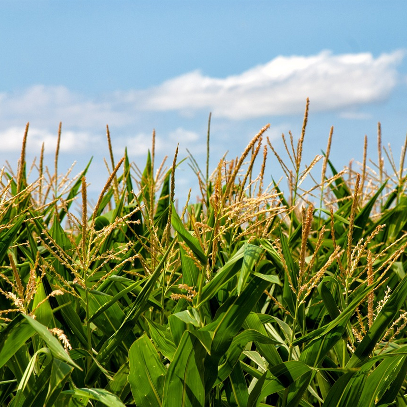 Farming